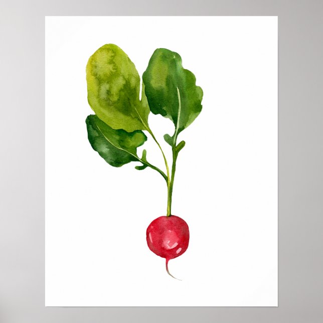 Wasserfarbe Bio Radieschen Poster (Vorne)