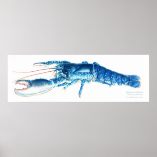 Wasserfarbe-Kunstdruck des gemeinen Hummers blauer Poster