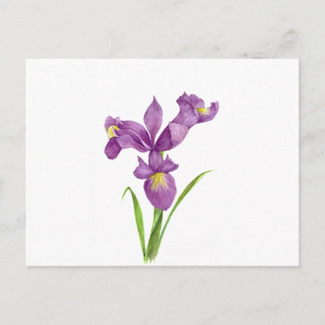 Wasserfarbe Lila Iris Botanische florale Kunst, Di Postkarte (Vorderseite)