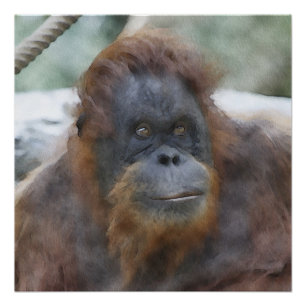 Wasserfarbe Orang Poster