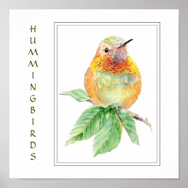 Wasserfarbe Rufous Hummingbird - Vogelsammlung Poster (Vorne)