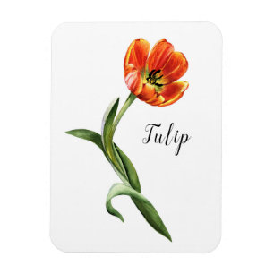 Wasserfarbe Tulip Floral Magnet