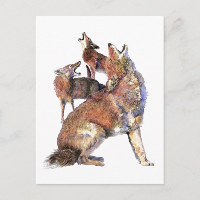 Wasserfarben Howling Coyotes Tierart Postkarte (Vorderseite)
