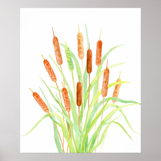 Wasserfarbengeflecht (Typha), Samen, Samen Poster (Vorne)