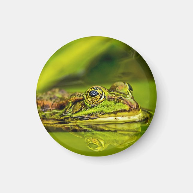 Wasserfrosch Magnet (Vorne)