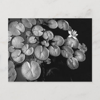 Wassergarten, Postkarten