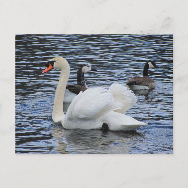 Wassergeflügel ~ Postkarte (Vorderseite)