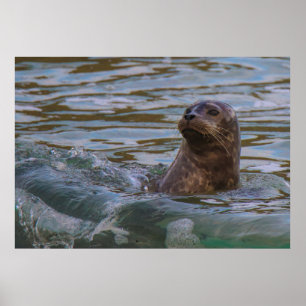 Wasserhund Poster