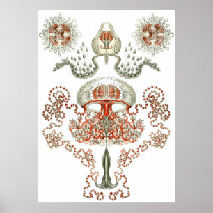 Wasserkunst ~ Quallen Poster