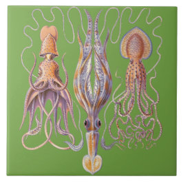 Wasserleben Haeckel Kraken-Keramiken Fliese