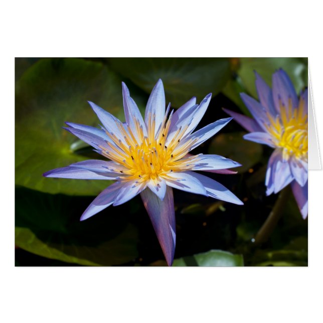 Wasserlilie (Vorderseite (Horizontal))