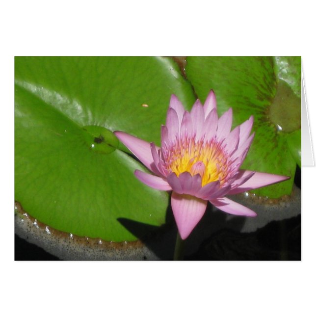 Wasserlilie (Vorderseite (Horizontal))