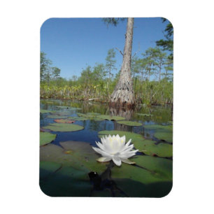 Wasserlilie 2 magnet