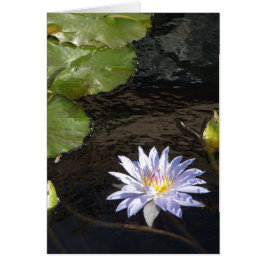 Wasserlilie Blume Blauer Lavendel Gelbes Zentrum