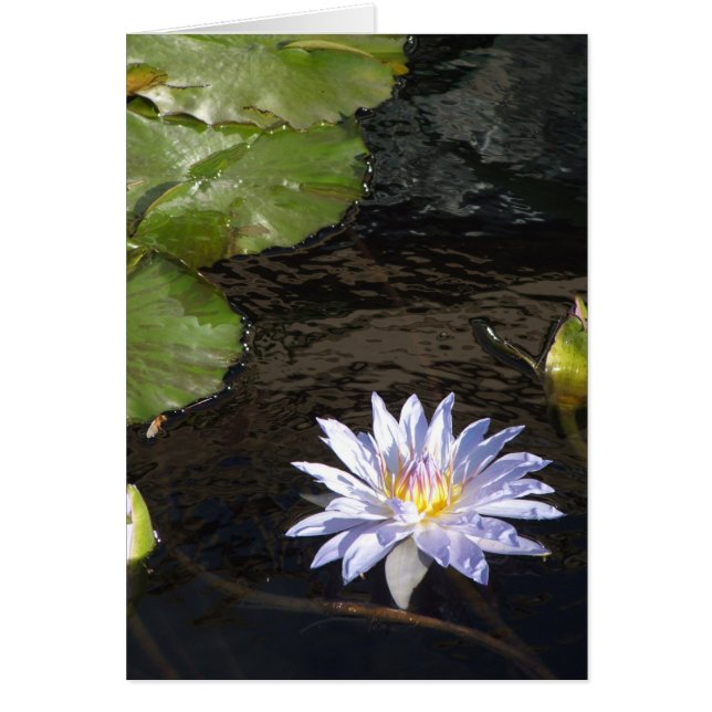 Wasserlilie Blume Blauer Lavendel Gelbes Zentrum (Vorne)