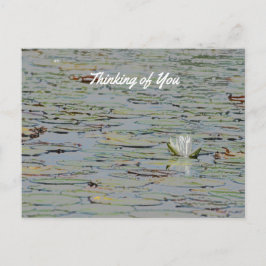 Wasserlilie Blume See Postkarte