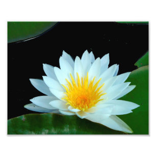Wasserlilie Fotografie