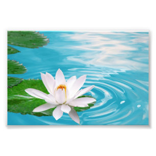 Wasserlilie Fotografie