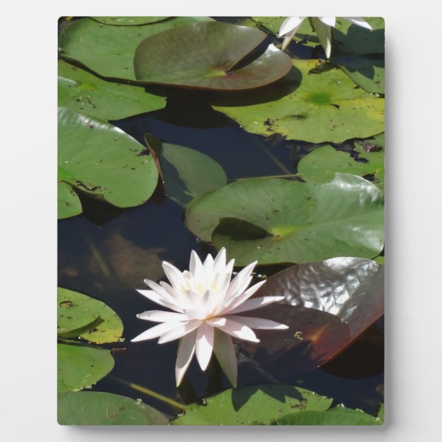 Wasserlilie Fotoplatte (Vorderseite)