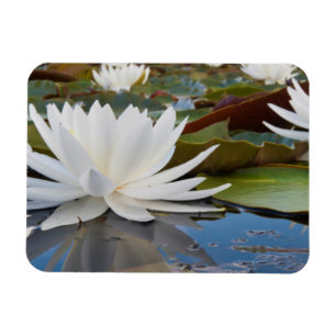 Wasserlilie Fragrande (Nymphaea Odorata) auf Caddo Magnet