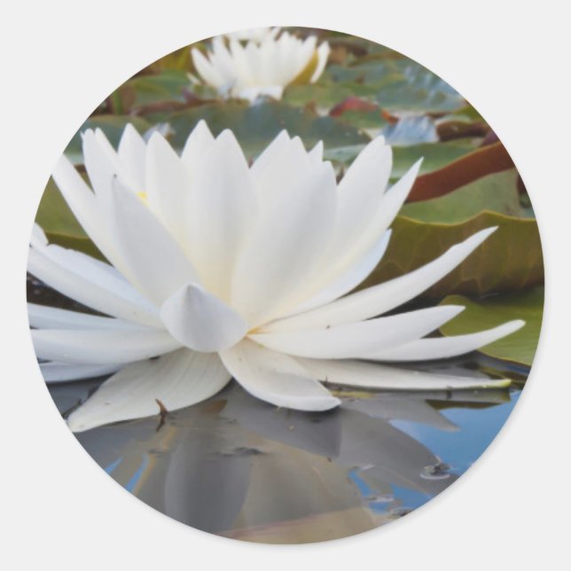 Wasserlilie Fragrande (Nymphaea Odorata) auf Caddo Runder Aufkleber (Vorderseite)