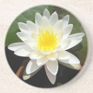 Wasserlilie Getränkeuntersetzer