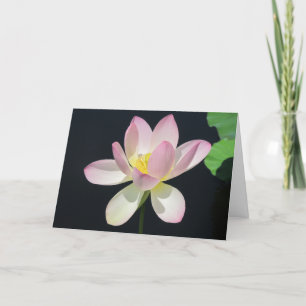 Wasserlilie grüßencard2 karte