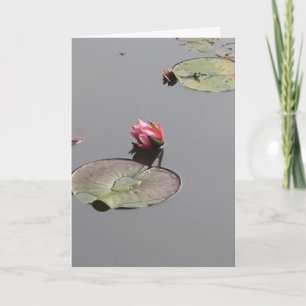 Wasserlilie Karte