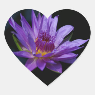 Wasserlilie Lotus Herz-Aufkleber