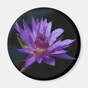 Wasserlilie Lotus Magnet