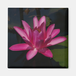 Wasserlilie-Magnet für hellrosa Lotus Magnet