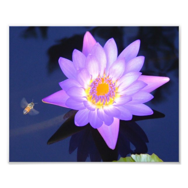 Wasserlilie mit 10" x 8" Foto drucken (Vorne)
