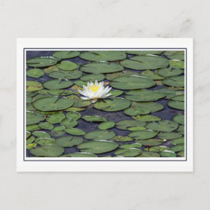 Wasserlilie mit Grenze Postkarte