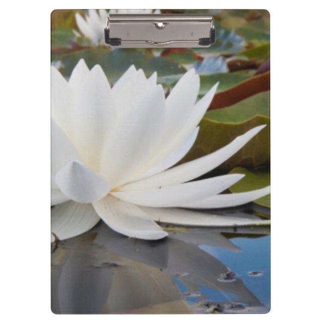 Wasserlilie (Nymphaea Odorata) auf Caddo Klemmbrett (Vorderseite)