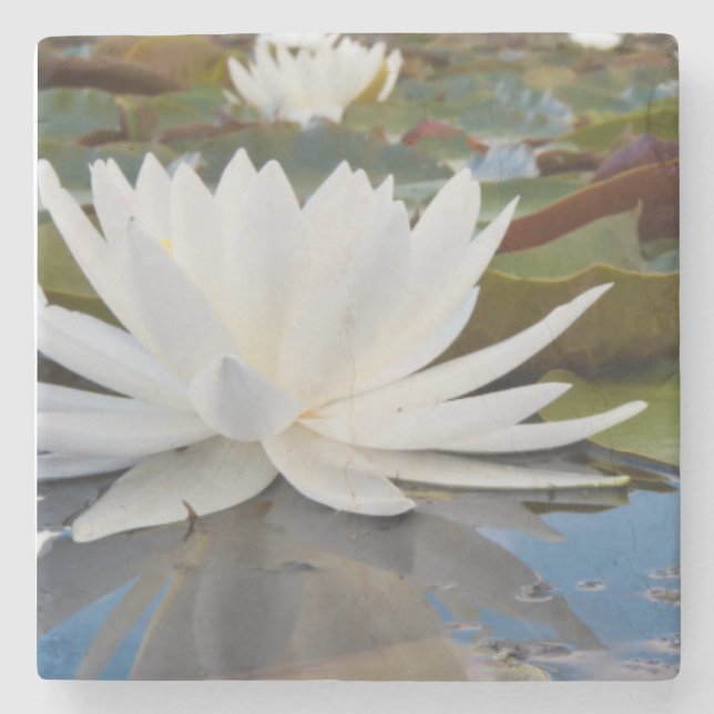 Wasserlilie (Nymphaea Odorata) auf Caddo Steinuntersetzer (Vorderseite)