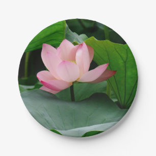 Wasserlilie Pink Pappteller