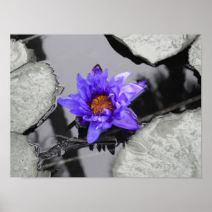 Wasserlilie Poster