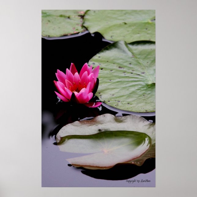 Wasserlilie Poster (Vorne)