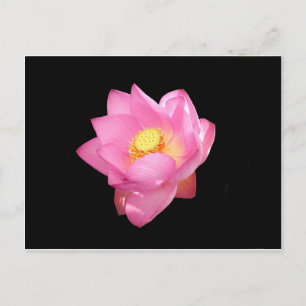 Wasserlilie Postkarte