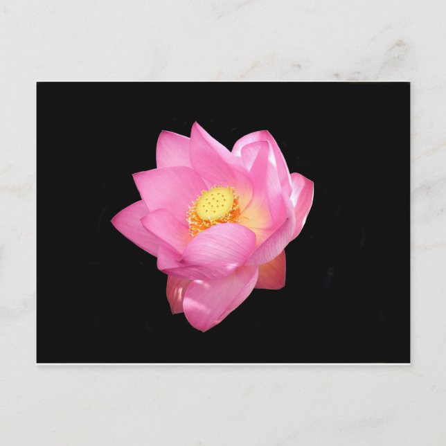Wasserlilie Postkarte (Vorderseite)