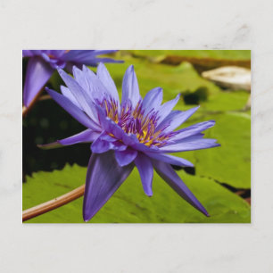 Wasserlilie Postkarte