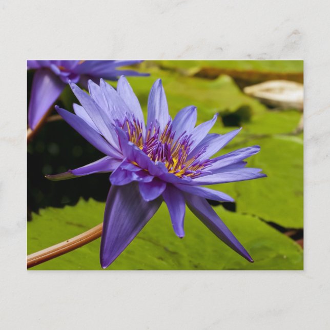 Wasserlilie Postkarte (Vorderseite)