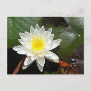 Wasserlilie Postkarte