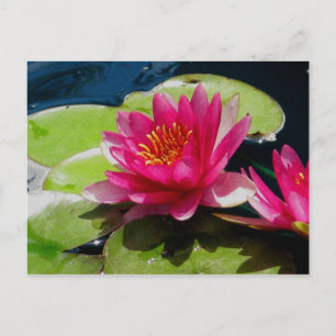 Wasserlilie Postkarte