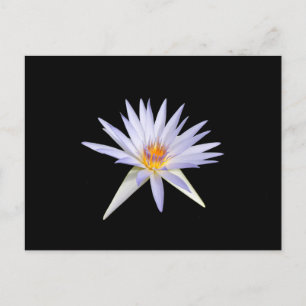 Wasserlilie Postkarte