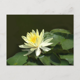 Wasserlilie Postkarte