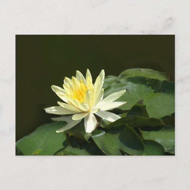 Wasserlilie Postkarte (Vorderseite)