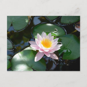Wasserlilie Postkarte