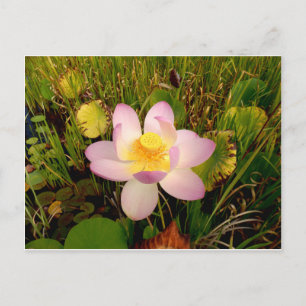 Wasserlilie Postkarte