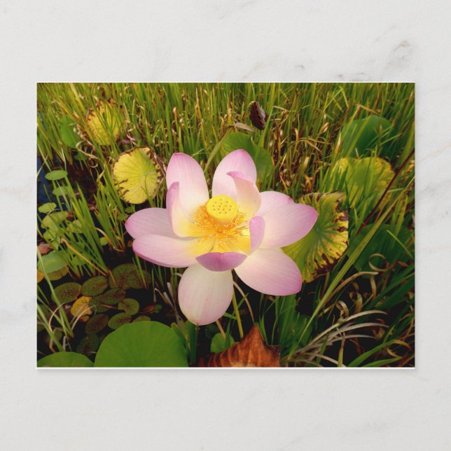Wasserlilie Postkarte (Vorderseite)